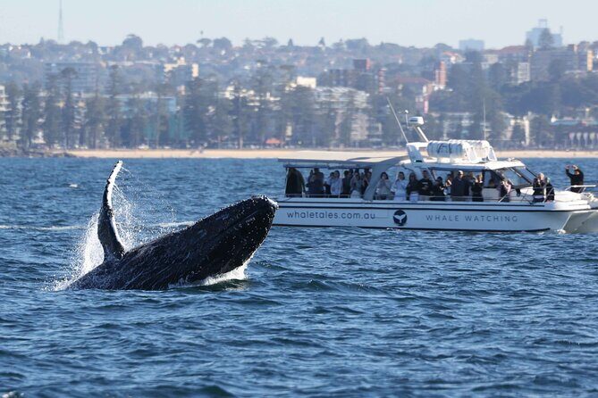 Whale Watching Boat Trip in Sydney - The Authentic Experience: What Real Travelers Say
