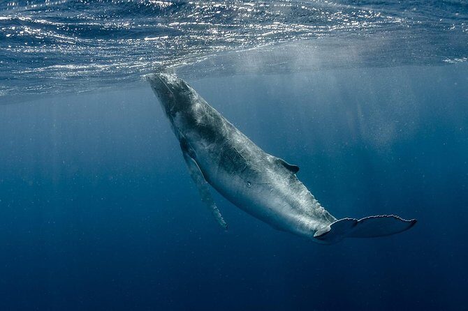 Whale Watching Bora Bora - Analyzing Value for Money