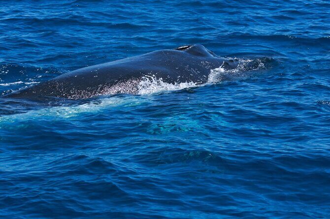 Whale Watching Busselton - Special Notes and Practical Details