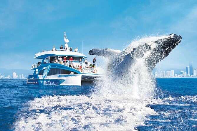 Whale Watching by Sea World Cruises - Who Should Consider This Tour?