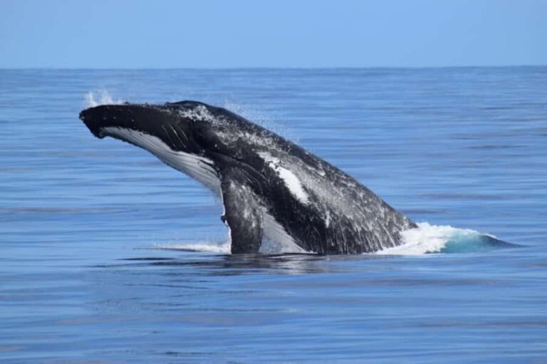 Whale Watching Cruise from Busselton, Augusta or Dunsborough - Who Should Consider This Tour?