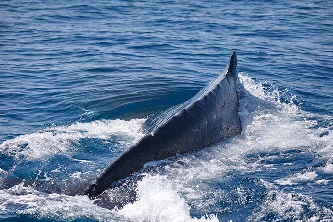 Whale Watching Cruise from Mooloolaba - FAQ