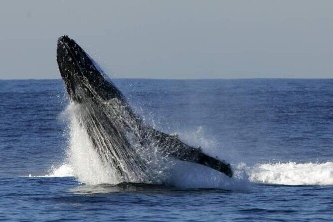 Whale Watching Cruise in New South Wales - Detailed Breakdown of the Itinerary