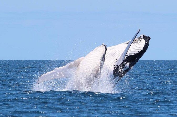 Whale Watching Cruise on the Gold Coast - The Value of This Whale Watching Tour