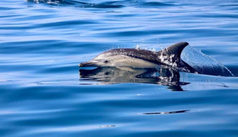 Whale Watching Discovery Tour from Lake Macquarie - Final Thoughts