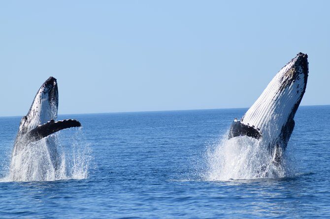 Whale Watching Dunsborough - Pricing and Value