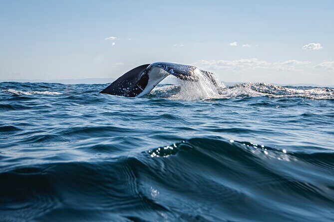 Whale Watching Gold Coast - The Value of This Whale Watching Tour