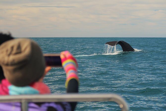 Whale Watching in Kaikoura by Boat - What Sets This Tour Apart