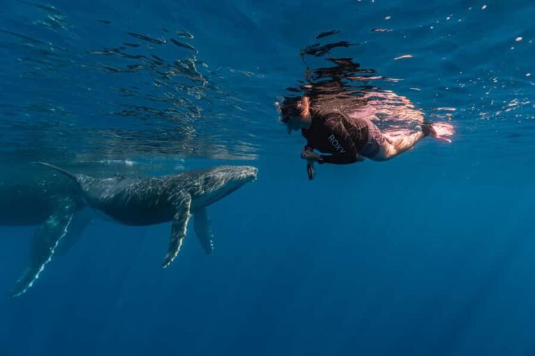 Whale Watching in Moorea Half-Day Private Tour - Evaluating the Value