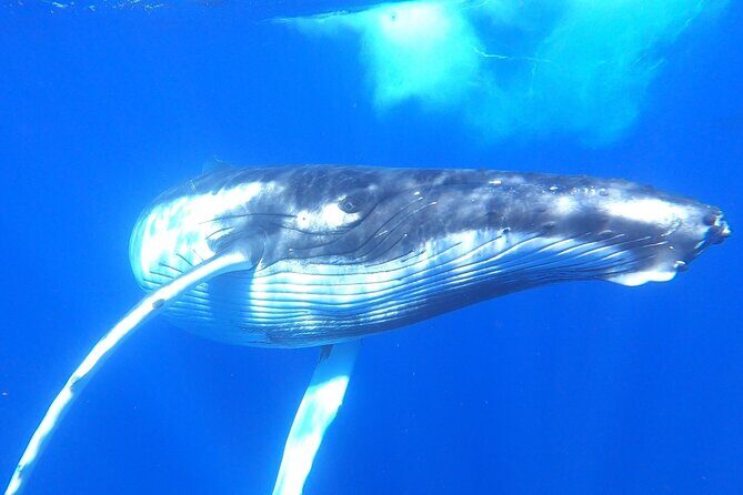 Whale watching in Moorea - What Makes This Tour Special?
