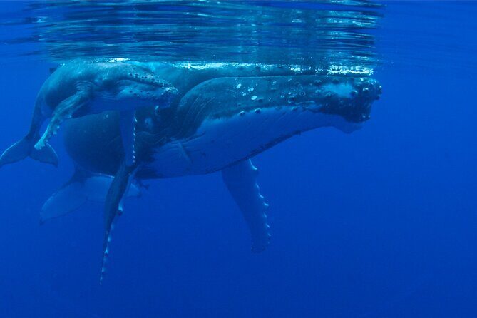 Whale watching in the calm of the peninsula with Ttahi tours - The Value: Is It Worth It?