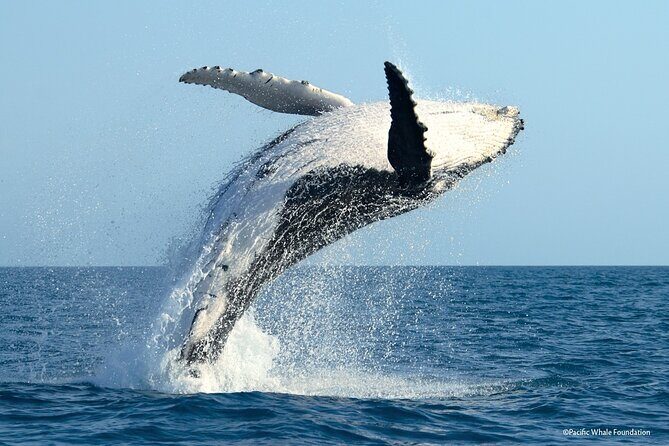 Whale Watching Moorea (non-swimming) - The Sum Up: Who Is This Tour Best For?