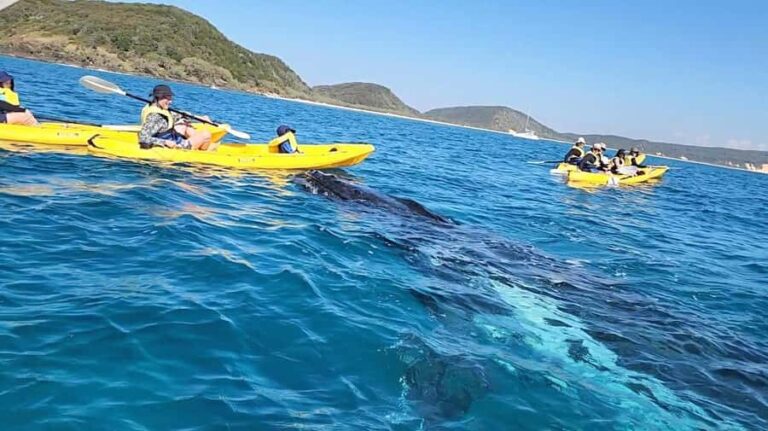 Whale Watching Ocean Kayak + Great Beach Drive Adventure - The Itinerary in Detail