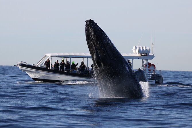 Whale Watching on Speed Boat with canopy from Sydney Harbour - The Itinerary: What to Expect