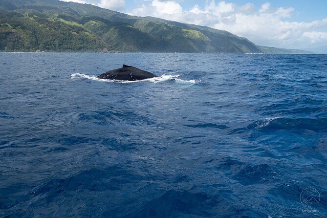 Whale watching on the preserved and quiet coast of Paea (Pk26) - Who Should Consider This Tour?