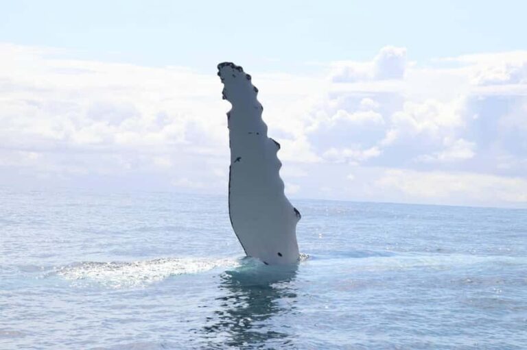 Whale Watching Safari Byron Bay - What Makes This Whale Watching Tour Special