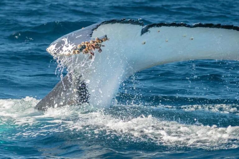 Whales of Sydney Sea Safari - Private - Why This Tour Works for You