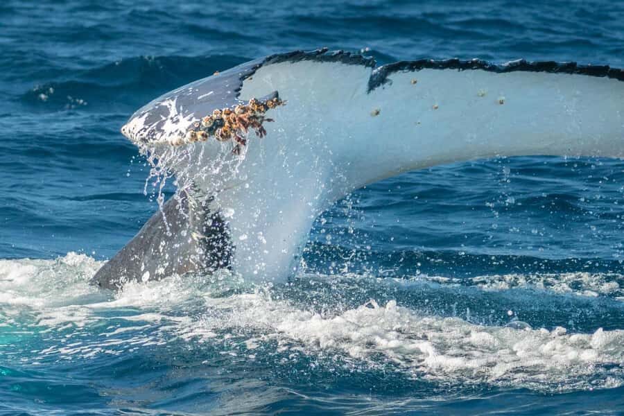 Whales of Sydney Sea Safari - Private - Why This Tour Works for You