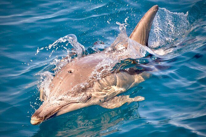 Wild Dolphin Swim Cruise - Final Thoughts