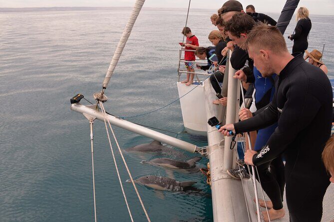 Wild Dolphin Watch in Glenelg - The Chance to See Dolphins Close Up
