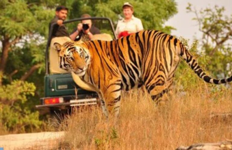Wild Escape: 3 Days Ranthambore Safari Adventure from Delhi - Transportation & Comfort