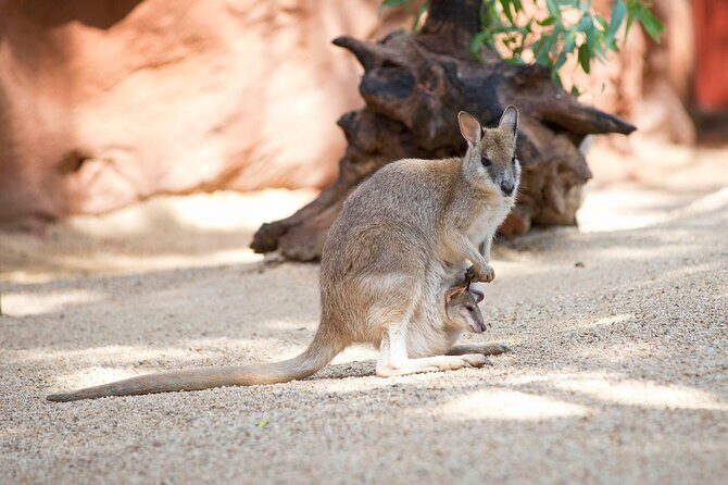 WILD LIFE Sydney Entrance Ticket - Practical Considerations
