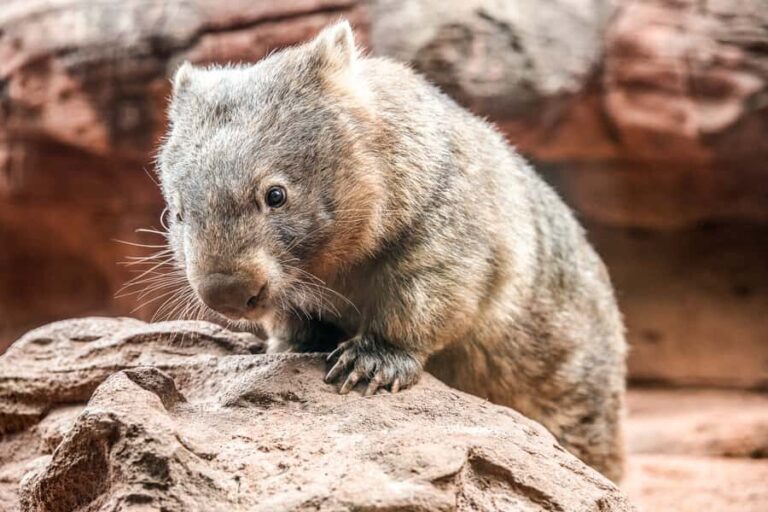WILD LIFE Sydney Zoo - What to Expect at WILD LIFE Sydney Zoo