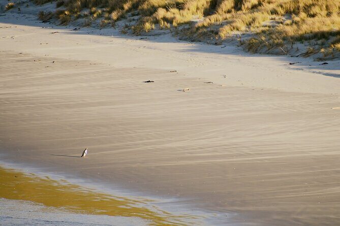 Wildlife and Penguin Tour - What to Expect During the Tour