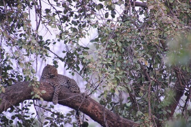 Wildlife Jungle Jeep Safari Ranipur Range, Rajaji National Park - What to Expect: An Authentic Wildlife Adventure