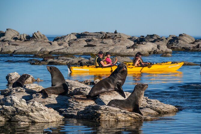 Wildlife Sea Kayaking Tour - Kaikoura - The Guide and Safety
