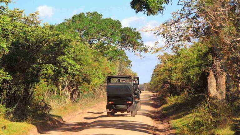 Wilpattu National Park: Full-Day Safari From Trincomalee - What Makes Wilpattu National Park Special?