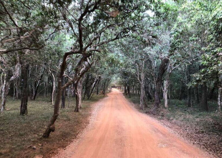 Wilpattu National Park Safari - Who Should Consider This Safari?