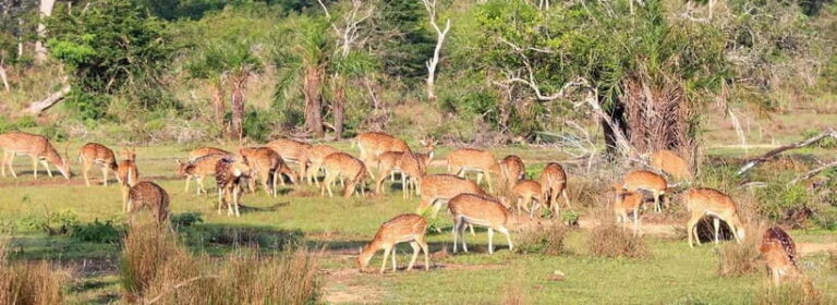 Wilpattu National Park Safari : Private 4x4 Jeep Safari - An In-Depth Look at Wilpattu National Park Safari