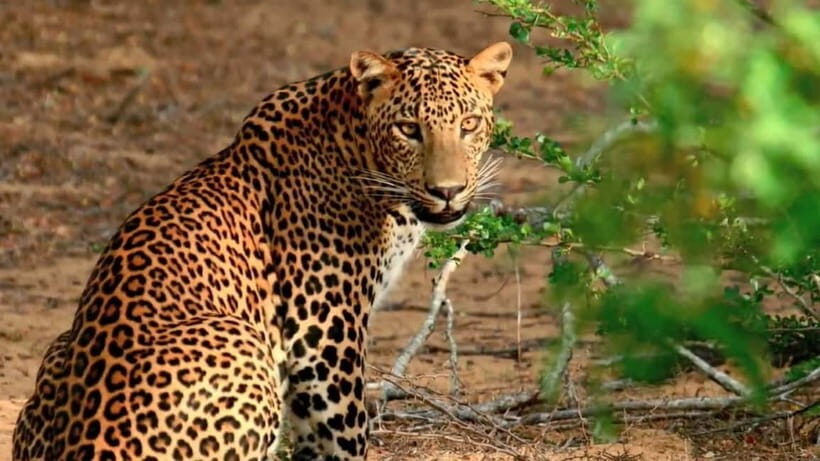 Wilpattu: Private Safari Day Trip with Lunch & Entry Fees - What Makes This Safari Stand Out?