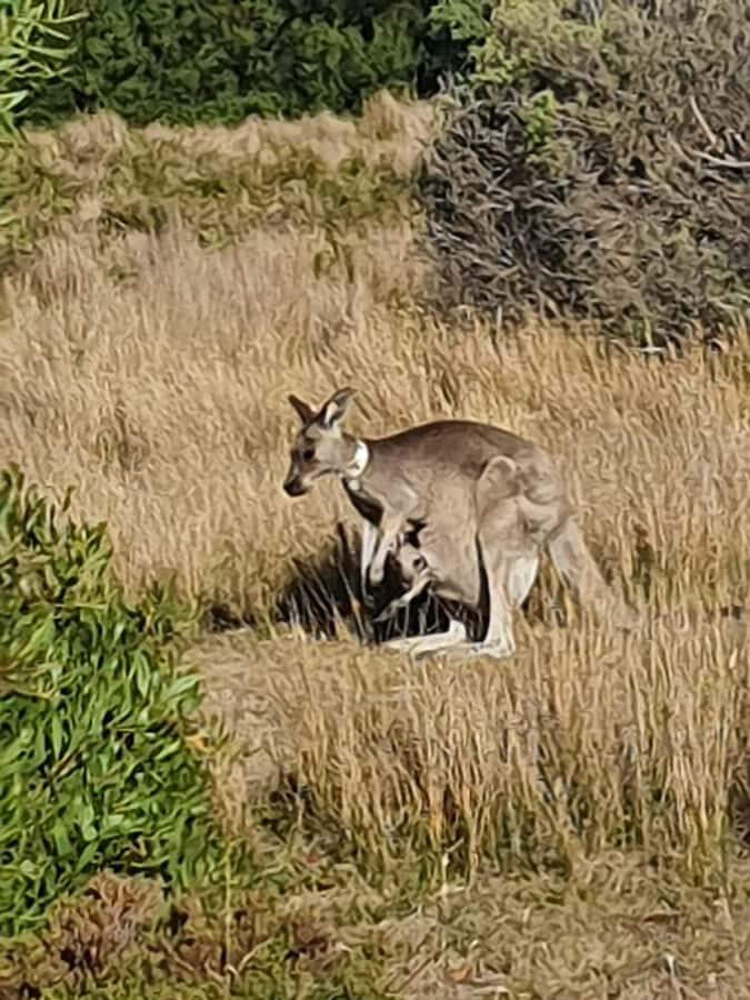 Wilsons Promontory National Park Day Trip - Practical Details That Matter