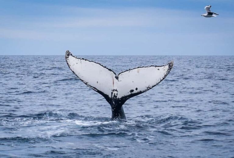 Wilsons Promontory: Whale Spotting Cruise with Lunch - Why This Tour Offers Great Value