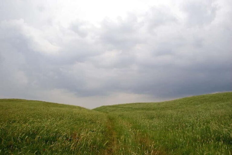 Windows Desktop Theme - Poppy Fields from Tashkent - Who Will Enjoy This Tour?