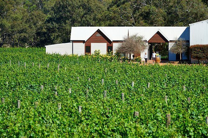 Wine 101- Wine Education Classes - Who Should Book This Experience?