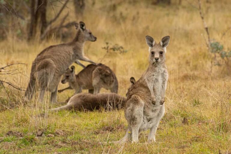 Wings & Wilds of Canberra Tidbinbilla Half-Day Private Tour - What to Expect at Tidbinbilla