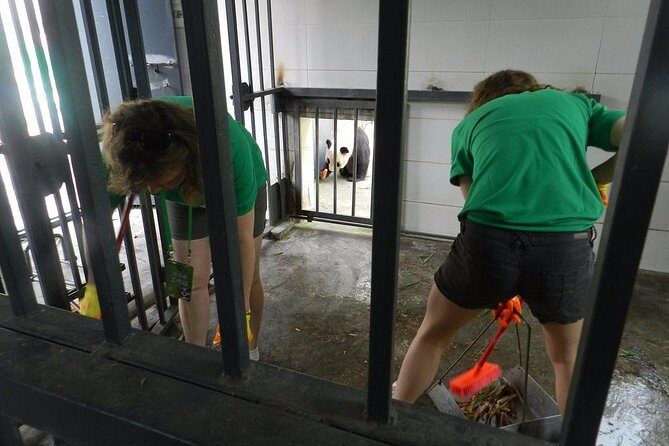 Wolong Panda Base Volunteering Program from Chengdu - An In-Depth Look at the Experience
