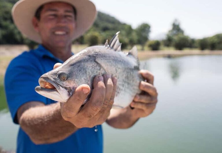 Wonga Beach: Hook-A-Barra Fishing Experience - The Itinerary: What to Expect