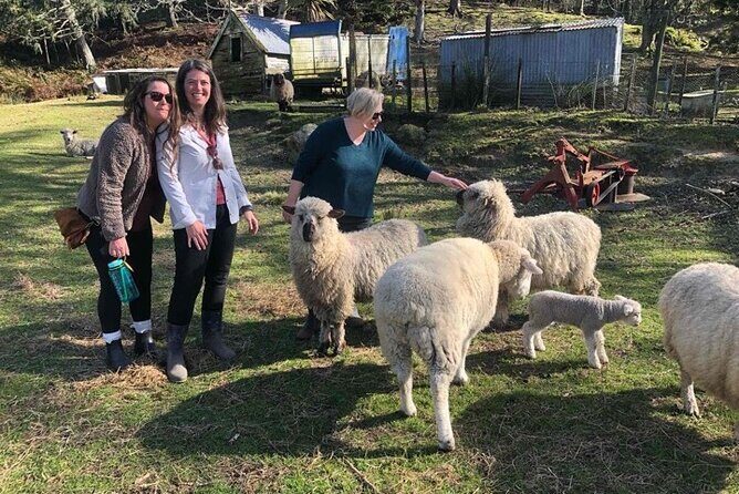 Wool Sheep Farm Experience with Handmade Wool Hat in New Zealand - Why Travelers Love This Tour