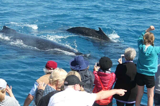 World class Whale Watching from Hervey Bay - The Experience and Value
