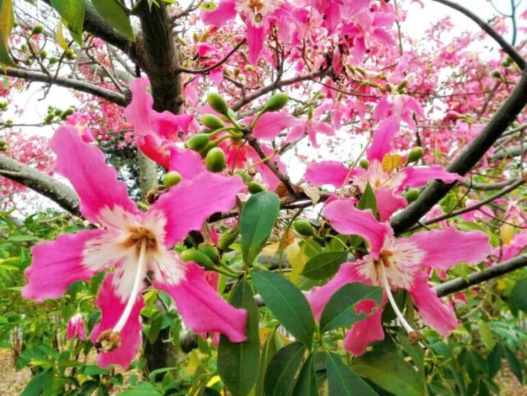 Xishuangbanna: Botanical Garden and Dai Garden 1-Day Tour - The Itinerary: What You Can Expect