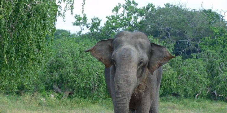 YALA BLOCK 5 & 6 (Weheragala & Lunugamwehera) Safari Tours - The Experience in Detail