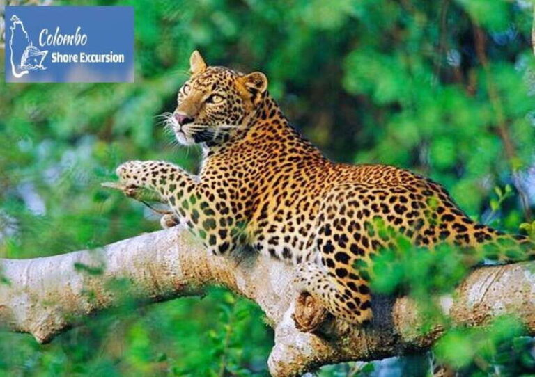 Yala National Park: Day Tour with Jeep Safari - The Itinerary Breakdown
