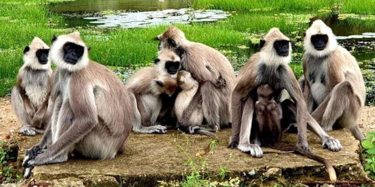 Yala National Park : Full Day Safari (04:30 am - 18:00 pm) - The Practical Aspects