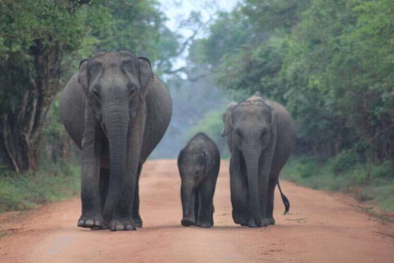 YALA National Park - Full Day Wildlife Safari with Lunch - Who Is This Tour Best For?