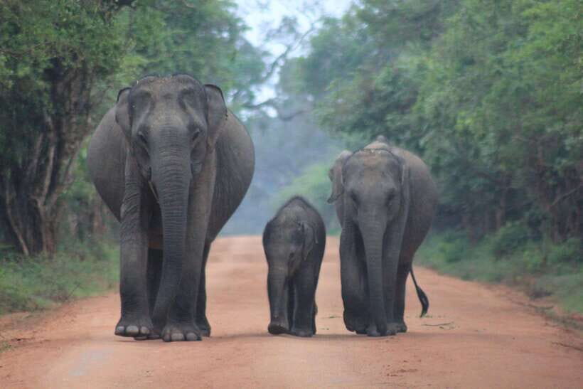 YALA National Park - Full Day Wildlife Safari with Lunch - Who Is This Tour Best For?
