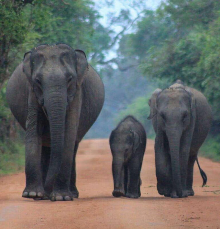 Yala National Park: Morning Half day Safari Tour - Wildlife You Might Encounter